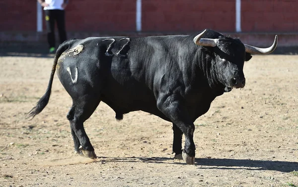 Taureau Espagne Courir Dans Les Arènes — Photo