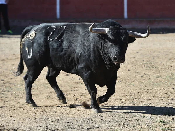 Ταύρο Στην Ισπανία Που Εκτελούνται Αρένα Ταυρομαχιών — Φωτογραφία Αρχείου