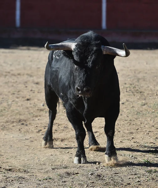 Stier Spanje Uitgevoerd Arena — Stockfoto