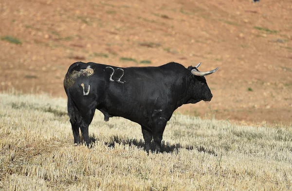 Bull Spain Running Bullring — Stock Photo, Image