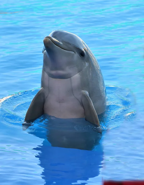 Δελφίνι Στο Νερό Στο Ενυδρείο — Φωτογραφία Αρχείου
