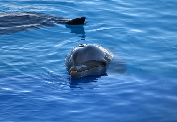 Дельфин Воде Аквариуме — стоковое фото