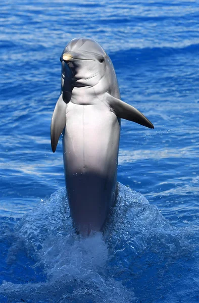 Delfín Agua Acuario — Foto de Stock