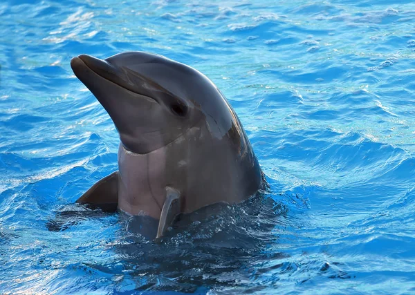 Dolphin in the water in aquarium