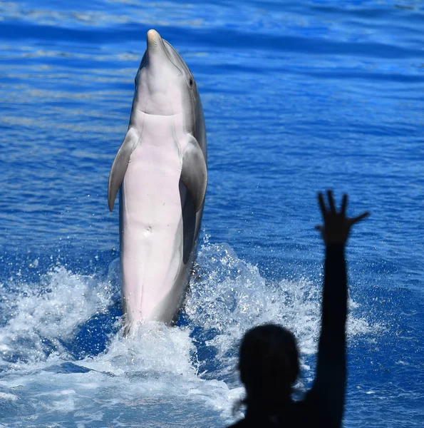 Дельфин Воде Аквариуме — стоковое фото