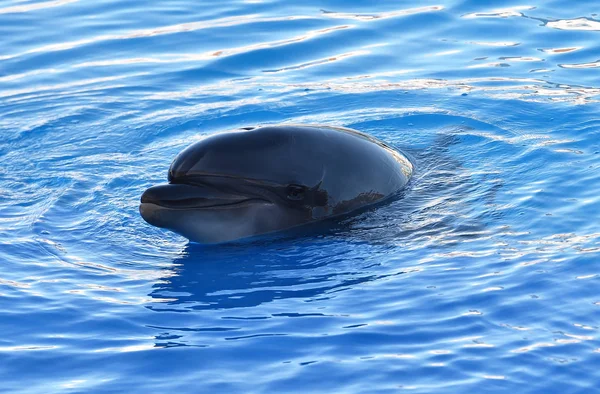 Dolphin Water Aquarium — Stock Photo, Image