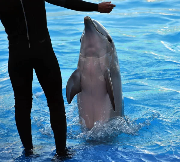 Delfin Wodzie Akwarium — Zdjęcie stockowe