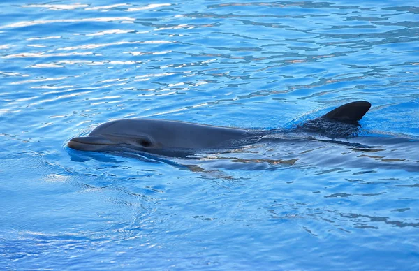 Dolphin in the water in aquarium