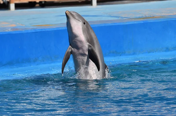 Delfin Wodzie Akwarium — Zdjęcie stockowe