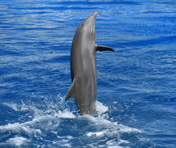 Delfín Acuario España — Foto de Stock