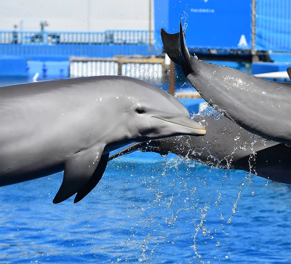 Delfín Acuario España — Foto de Stock