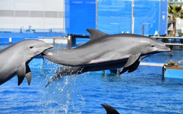 Delfín Acuario España — Foto de Stock