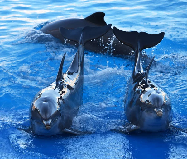 Delfín Acuario España — Foto de Stock