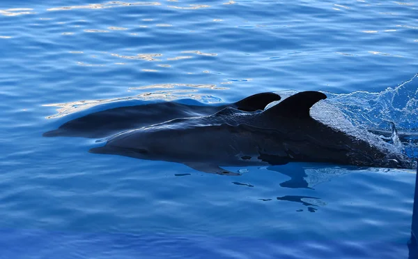 Delfín Acuario España — Foto de Stock