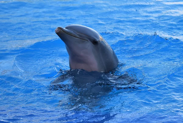 Delfín Acuario España — Foto de Stock