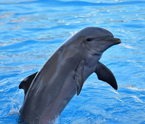 Delfín Acuario España — Foto de Stock