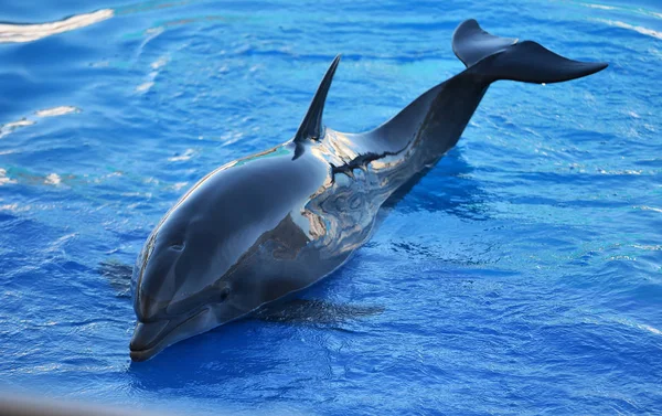 Delfin Akwarium Hiszpanii — Zdjęcie stockowe