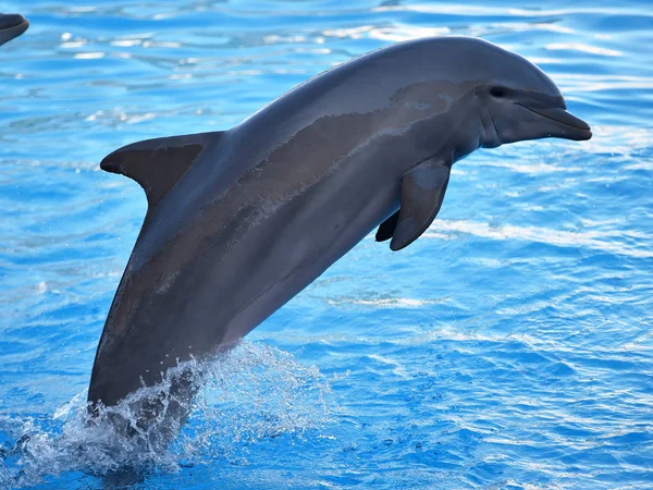 Дельфин Аквариуме Испании — стоковое фото