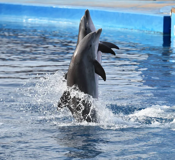 dolphin in aquarium in spain