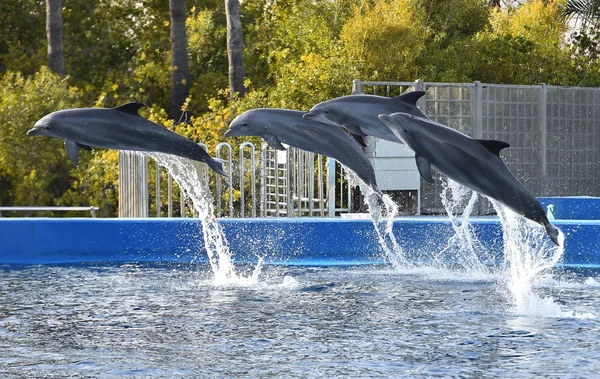 Дельфин Аквариуме Испании — стоковое фото