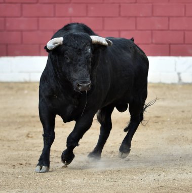 İspanya Avrupa boğa