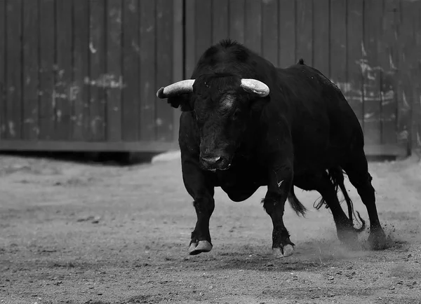 Ευρωπαϊκό Bull Στην Ισπανία — Φωτογραφία Αρχείου