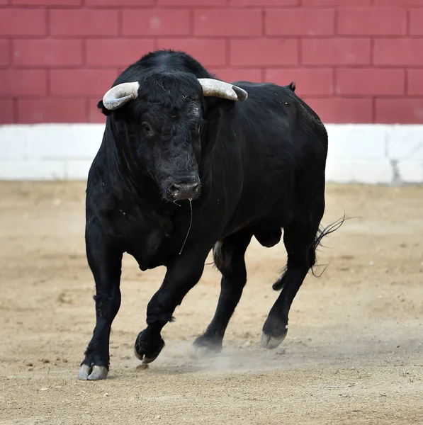 Touro Europeu Espanha — Fotografia de Stock