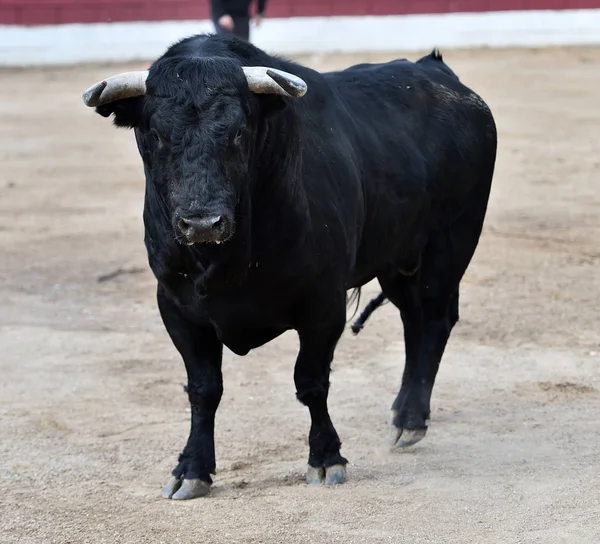 Tjuren Spanien Med Stora Horn — Stockfoto