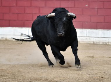 İspanya kızgın boğa