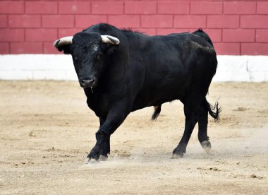 Büyük boynuzlu İspanya siyah boğa