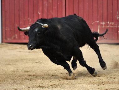 Büyük boynuzlu İspanya siyah boğa