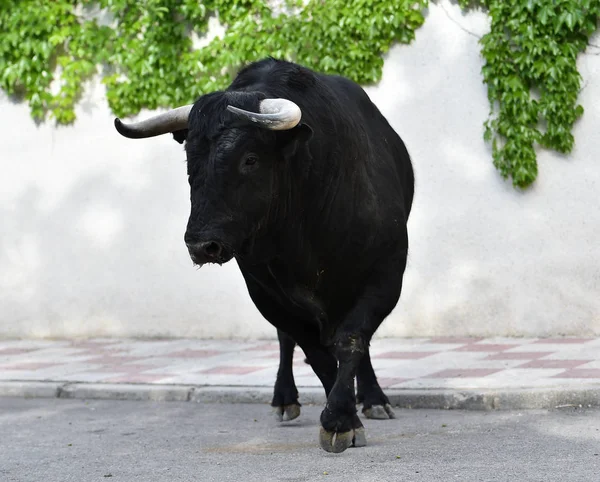 Сердитый Бык Испании — стоковое фото