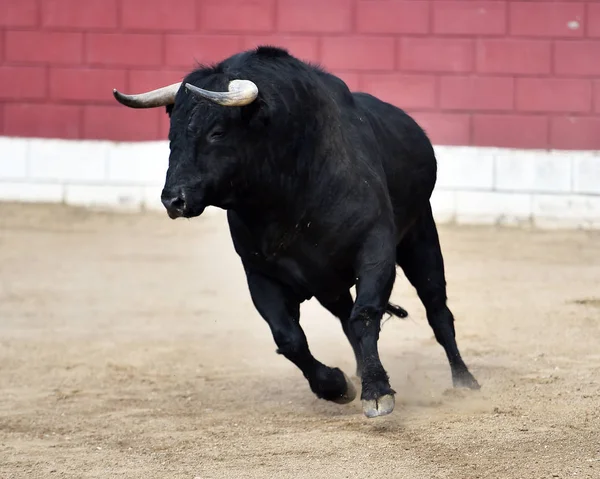 Angry Bull Spain — Stock Photo, Image