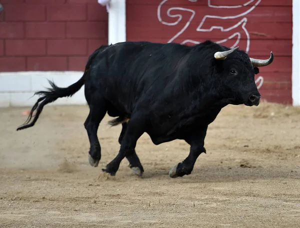 Touro Zangado Espanha — Fotografia de Stock