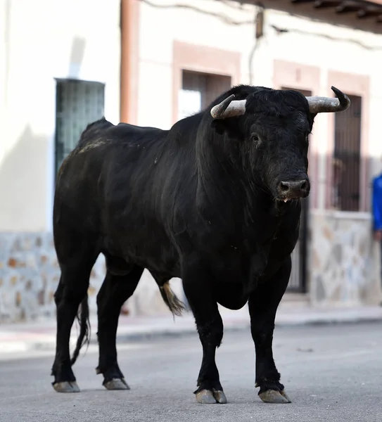 angry bull in spain