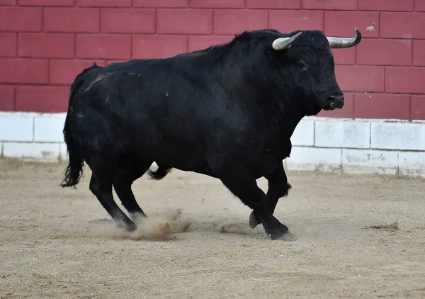 Wściekły Byk Hiszpanii — Zdjęcie stockowe