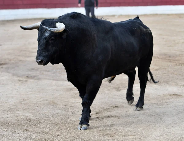 Touro Zangado Espanha — Fotografia de Stock