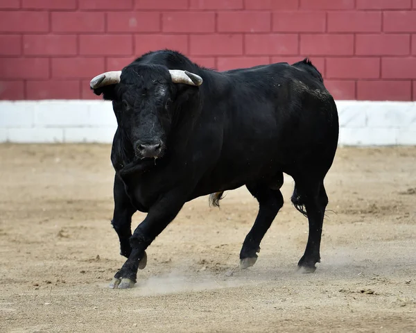 Arg Tjur Spanien — Stockfoto