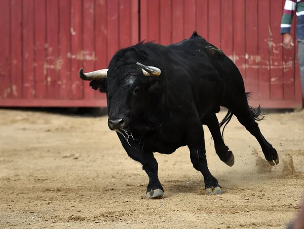 black bull in spain with big horns