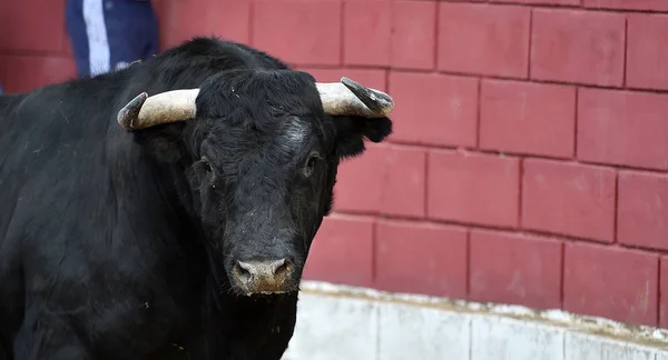 Schwarzer Stier Spanien Mit Großen Hörnern — Stockfoto