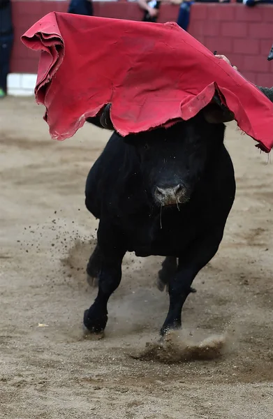 Touro Preto Espanha Com Chifres Grandes — Fotografia de Stock