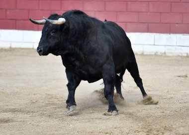 Büyük boynuzlu İspanya siyah boğa