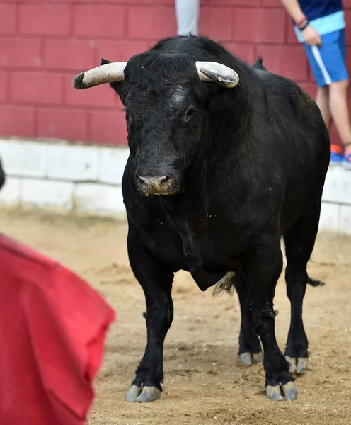 大きな角とスペインの黒牛 — ストック写真