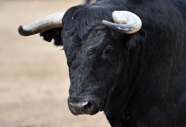 black bull in spain with big horns