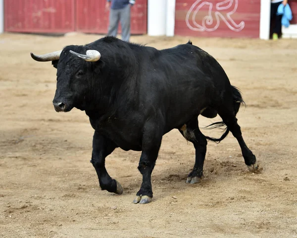 Taureau Noir Espagne Avec Grandes Cornes — Photo