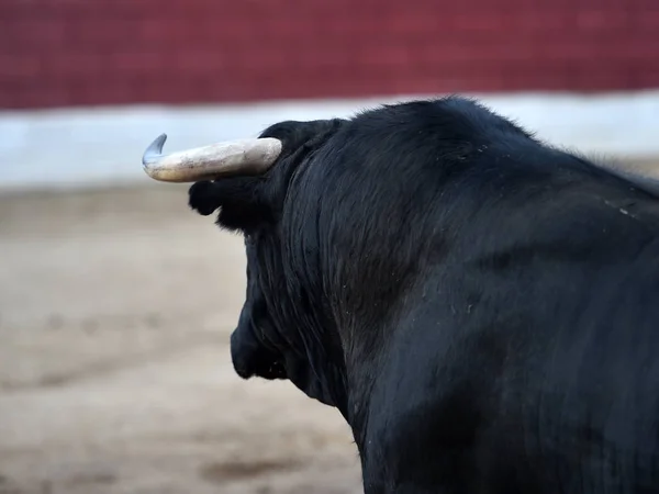 Svart Tjur Spanien Med Stora Horn — Stockfoto