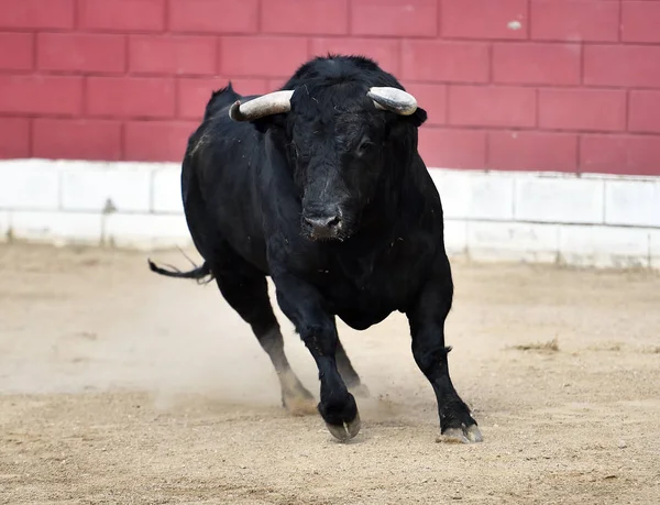 Schwarzer Stier Spanien Mit Großen Hörnern — Stockfoto