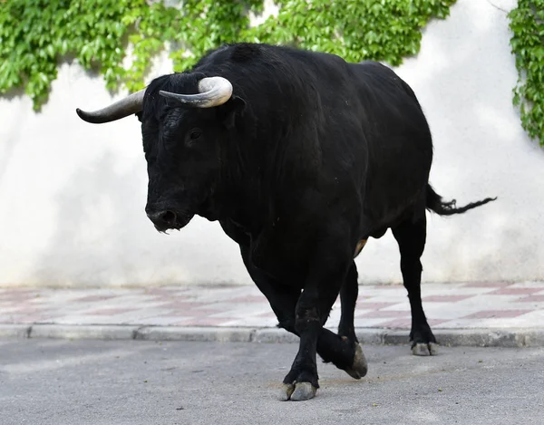 Taureau Noir Espagne Avec Grandes Cornes — Photo