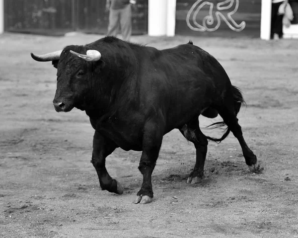 黑色公牛在西班牙与大角 — 图库照片