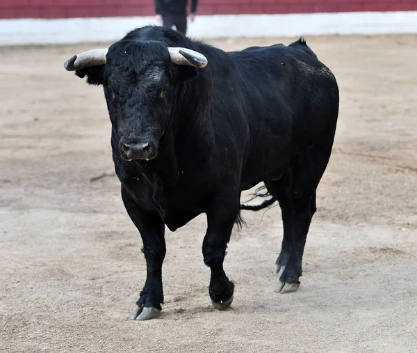 Svart Tjur Spanien Med Stora Horn — Stockfoto